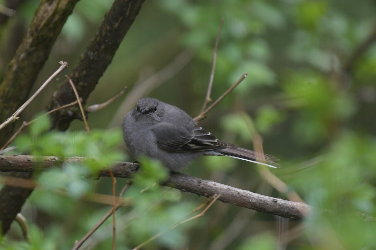 Townsend's Solitaire - ML618664322