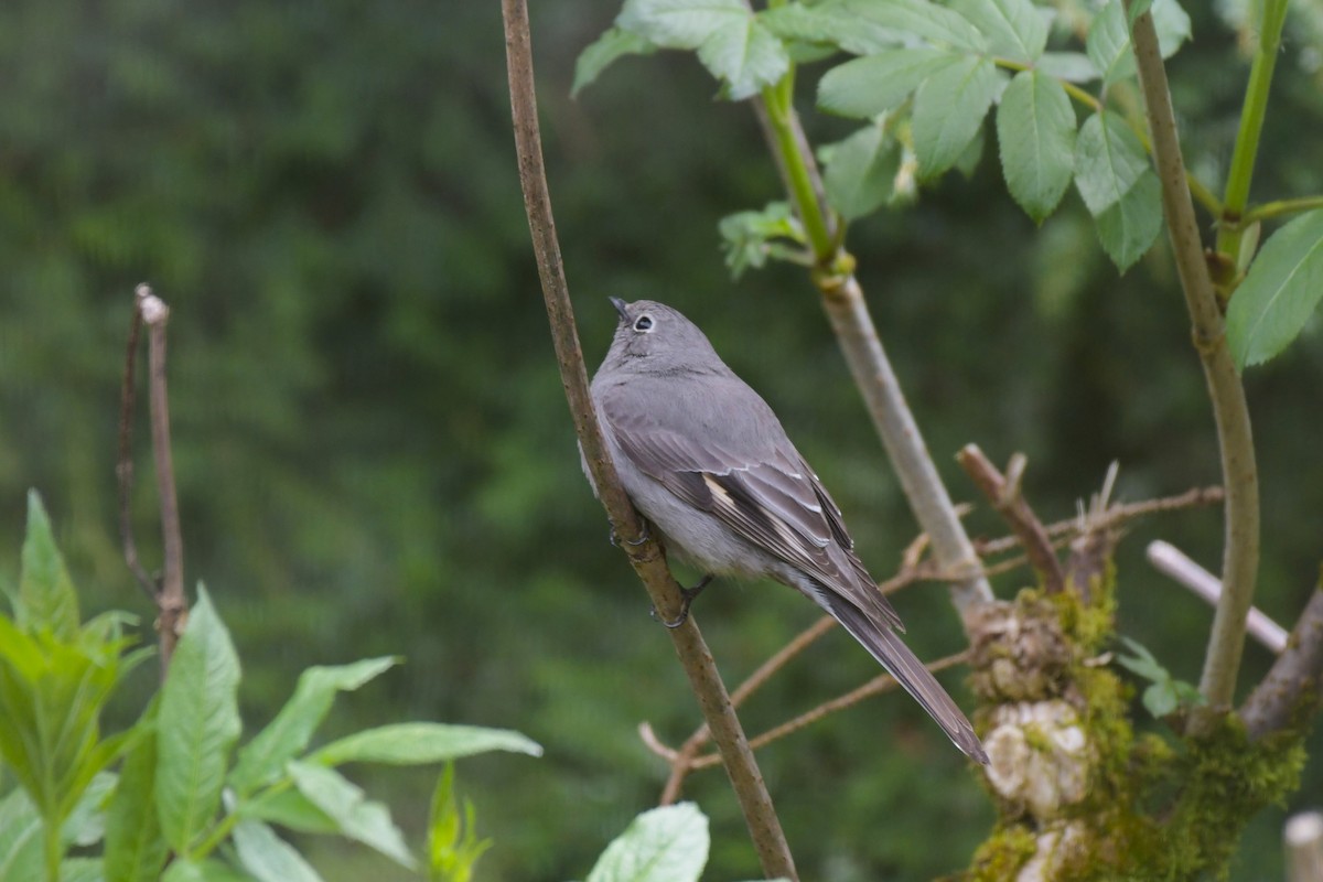 Townsend's Solitaire - ML618664323