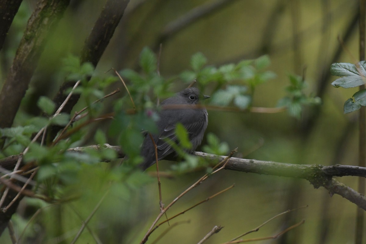 Townsend's Solitaire - ML618664324