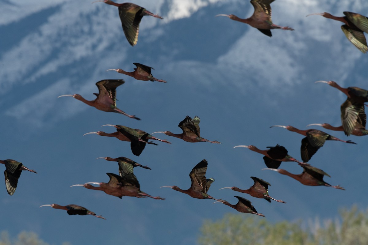 White-faced Ibis - Esther Sumner