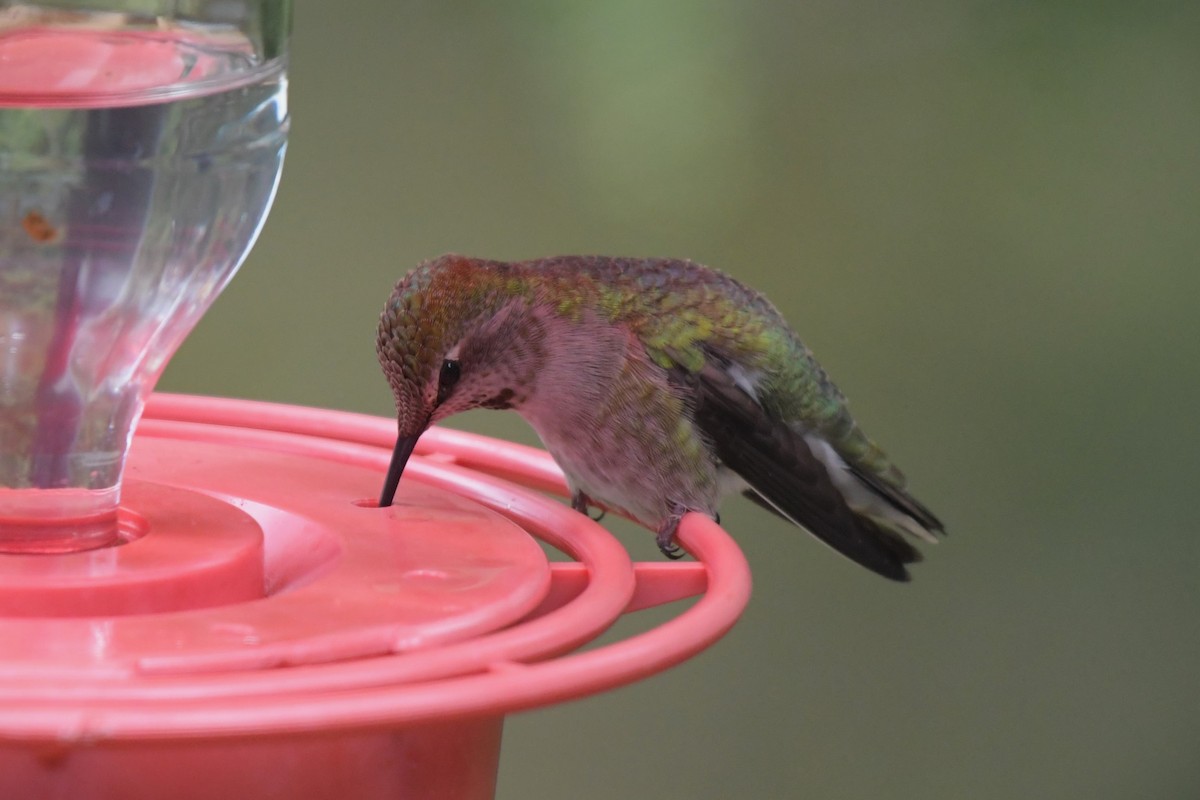 Anna's Hummingbird - Kelly Kirkpatrick