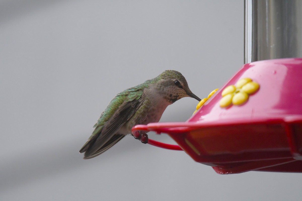 Colibrí de Anna - ML618664352