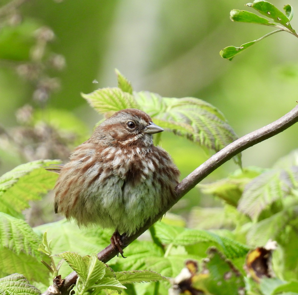 Song Sparrow - Barbara Jablonski