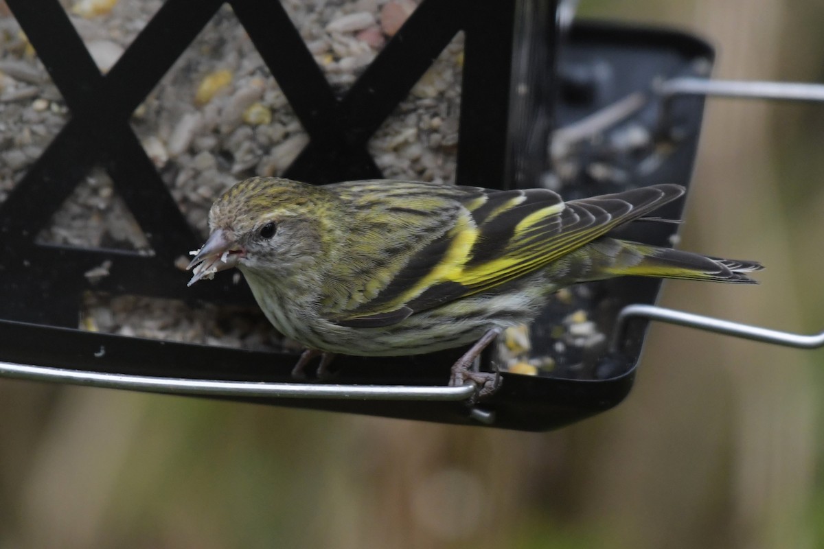 Pine Siskin (green morph) - Kelly Kirkpatrick