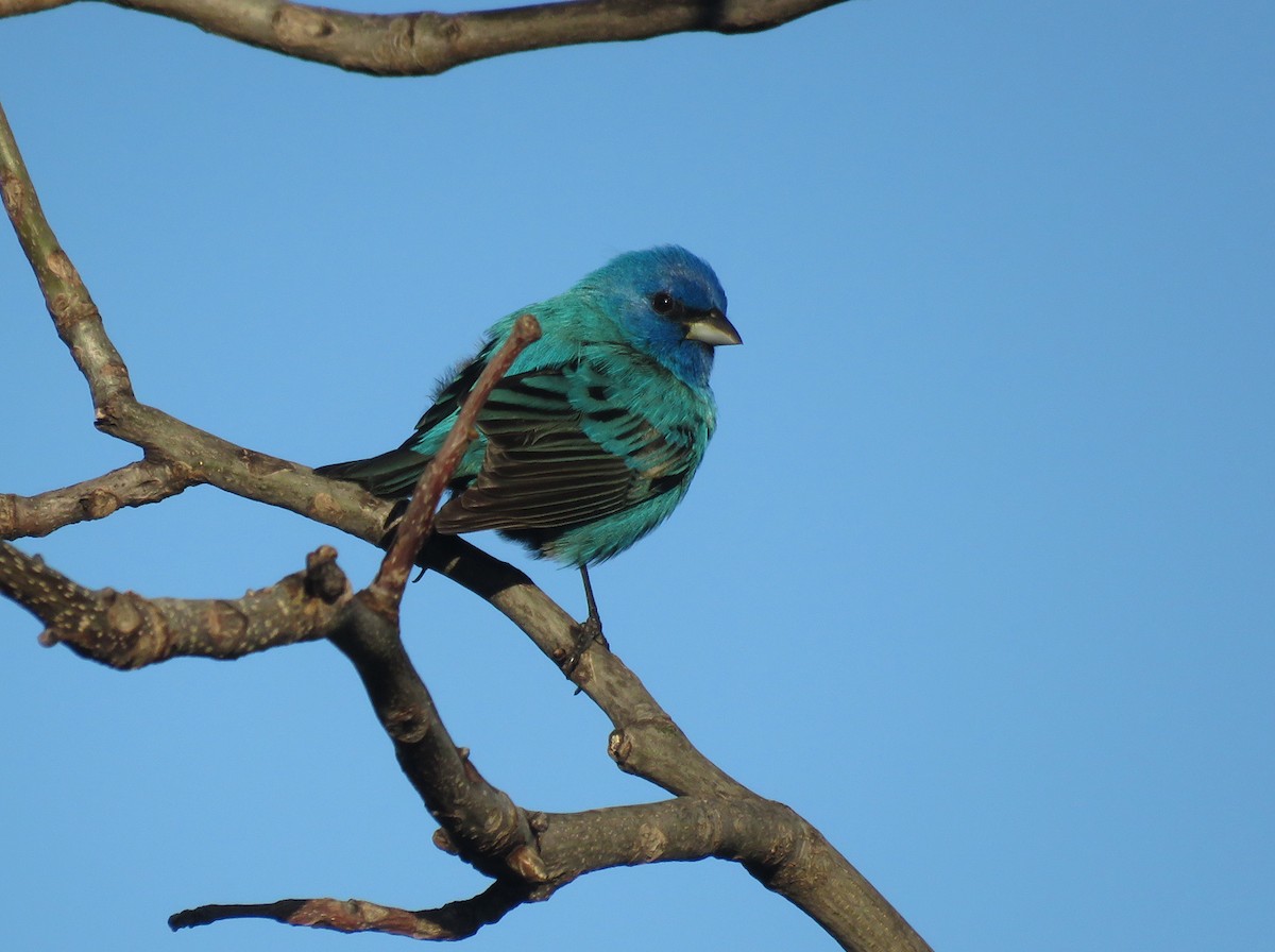 Indigo Bunting - ML618664394