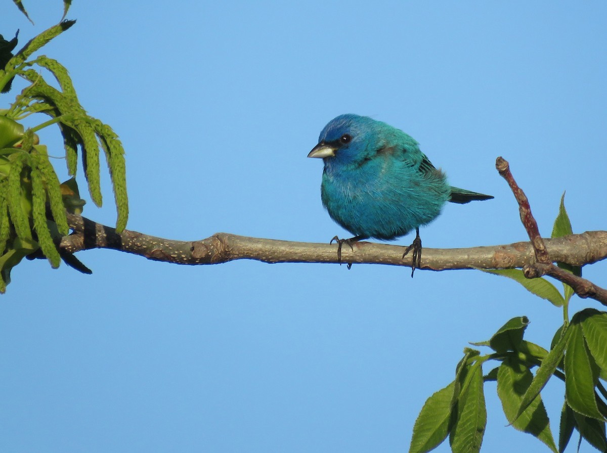 Indigo Bunting - ML618664395