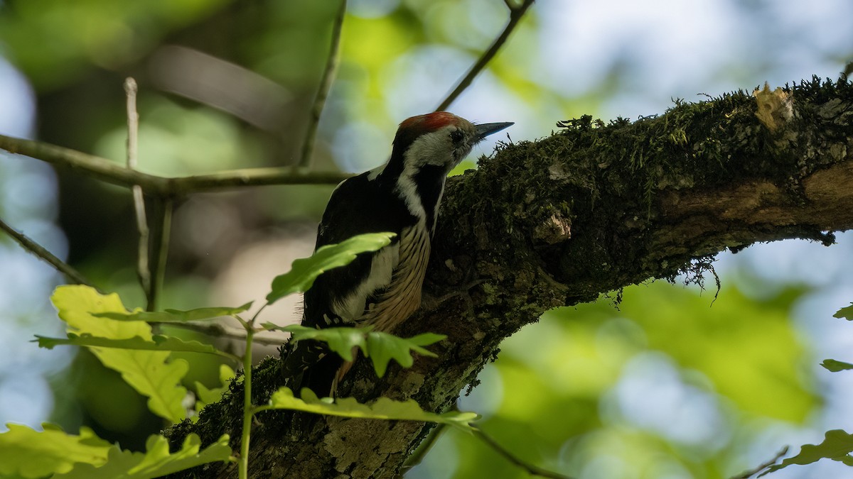 Middle Spotted Woodpecker - ML618664407