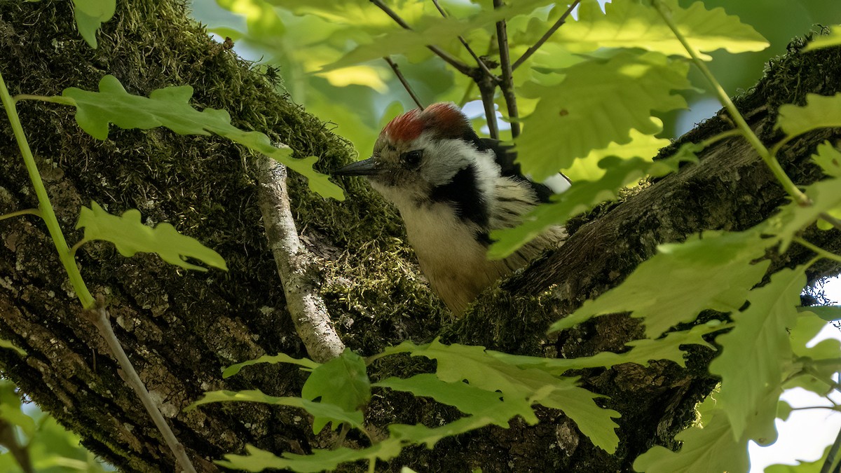 Middle Spotted Woodpecker - ML618664409