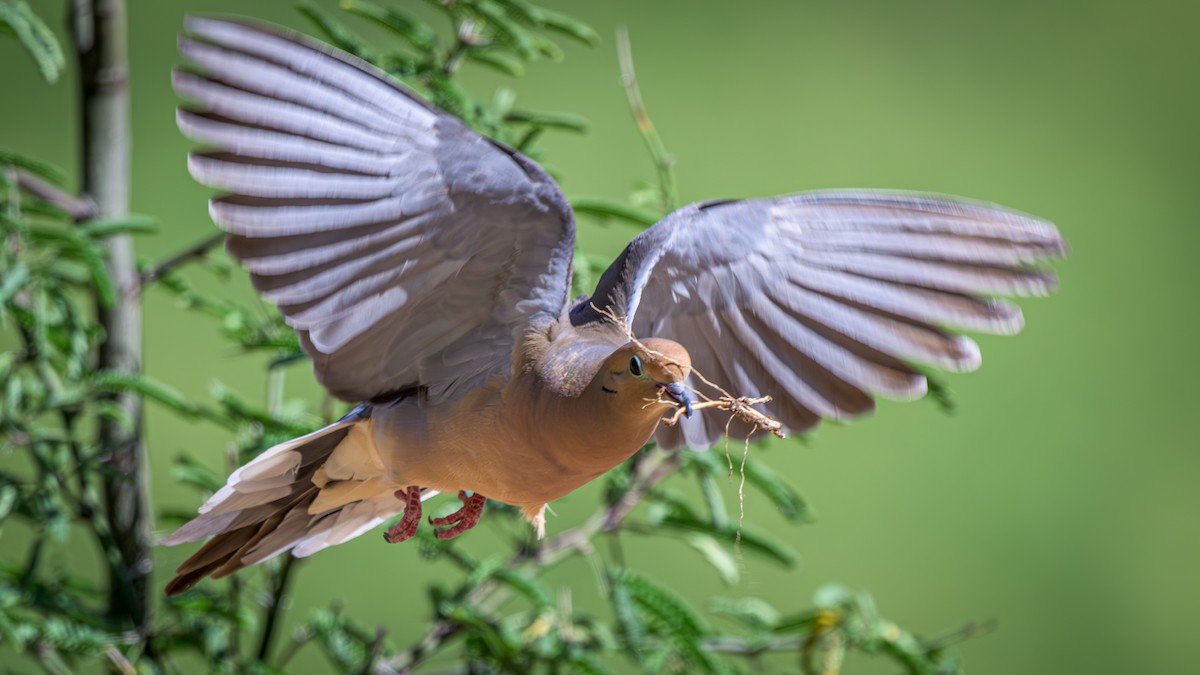 Mourning Dove - ML618664427