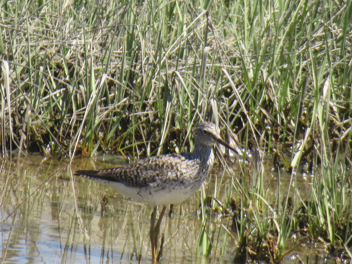 Greater Yellowlegs - ML618664428