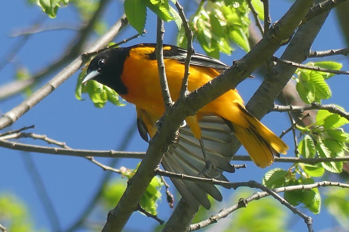 Baltimore Oriole - ML618664430