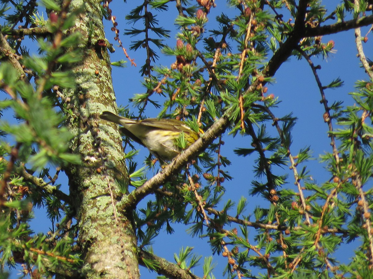 Cape May Warbler - ML618664434