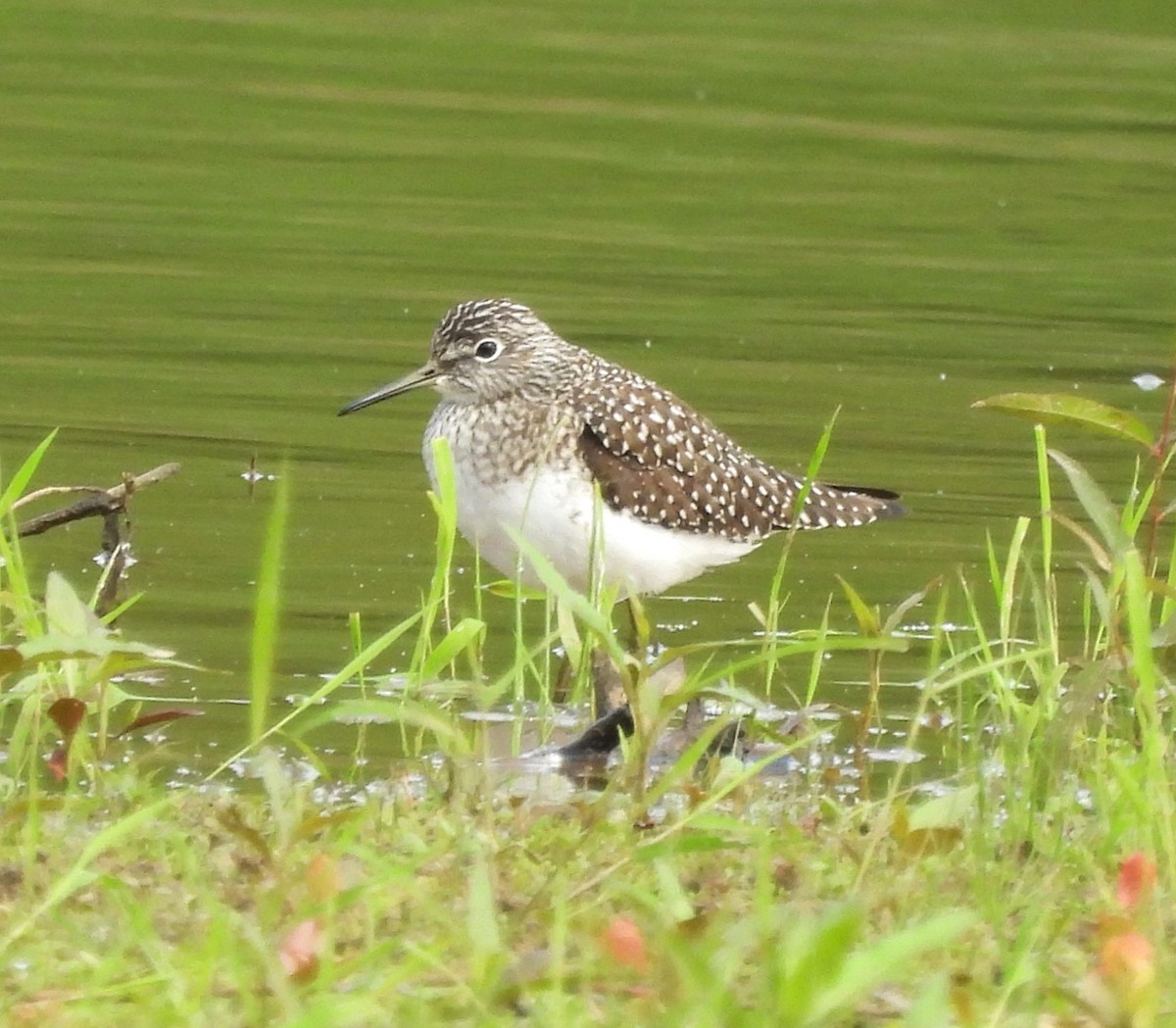 Solitary Sandpiper - ML618664457