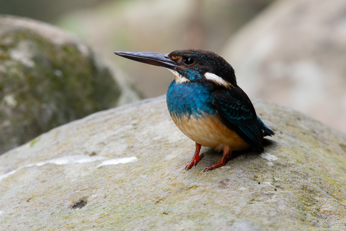 Javan Blue-banded Kingfisher - Leonardus Adi Saktyari