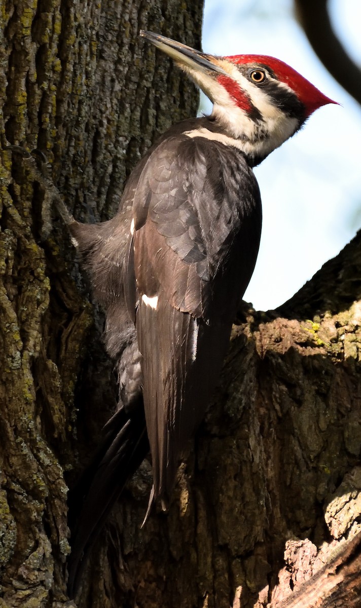 Pileated Woodpecker - ML618664507