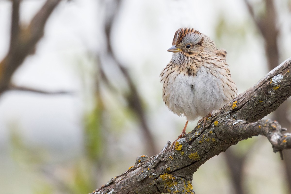 Lincoln's Sparrow - Elliott Ress