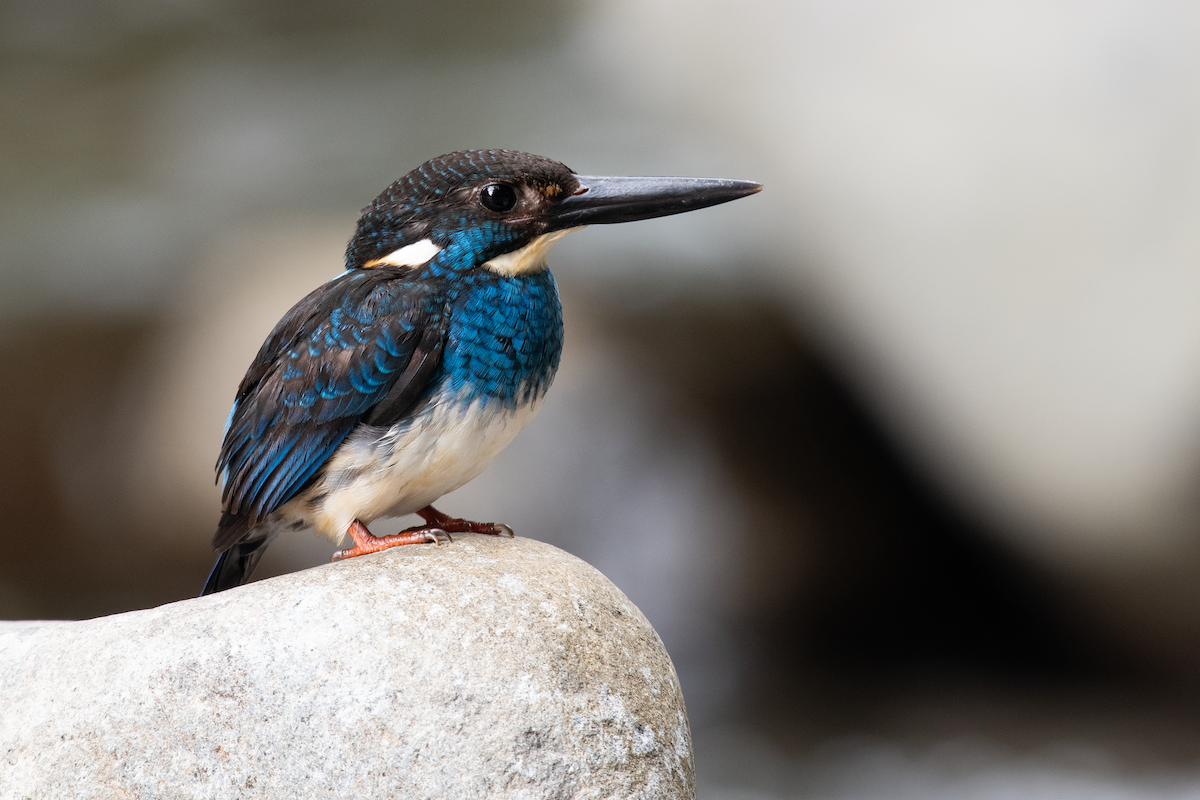 Javan Blue-banded Kingfisher - ML618664535