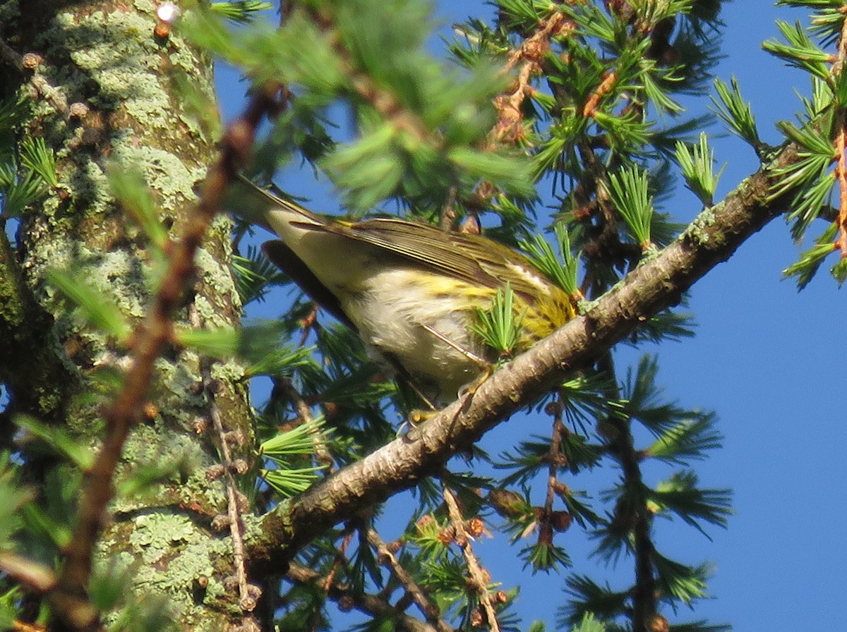 Cape May Warbler - ML618664553