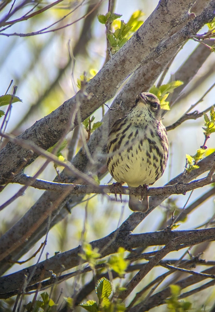 Northern Waterthrush - ML618664564