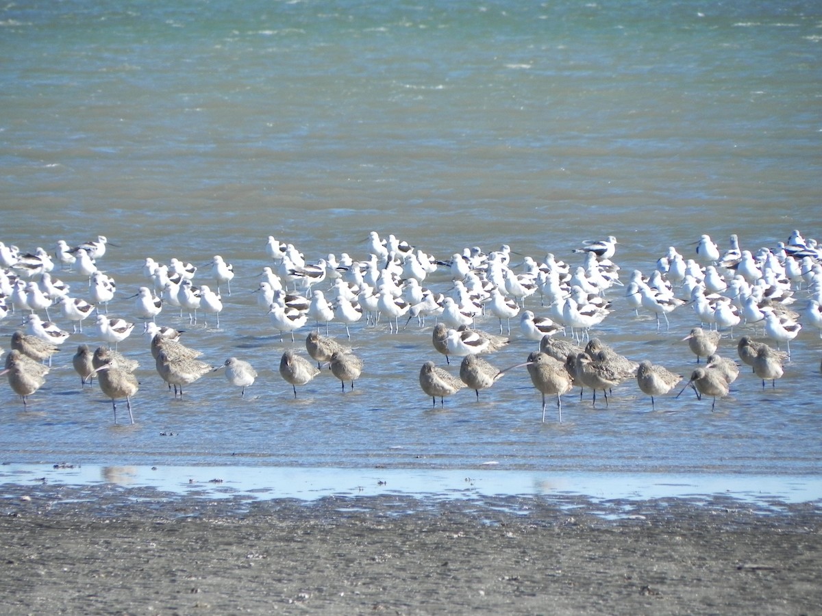 Marbled Godwit - ML618664612