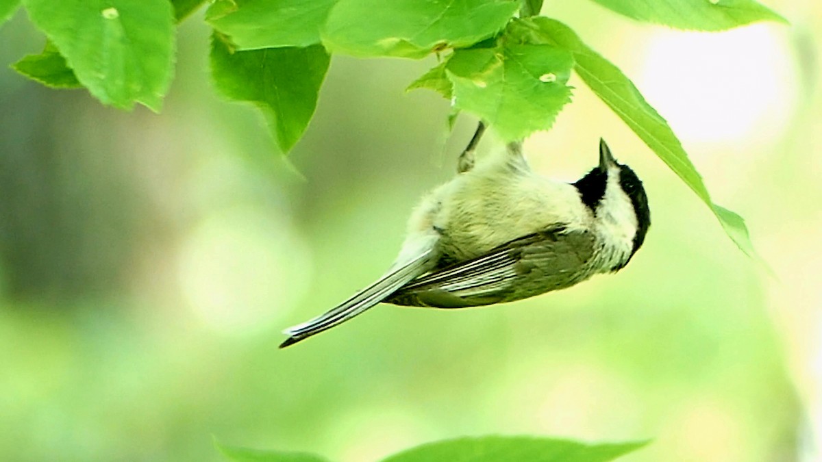 Carolina Chickadee - ML618664657