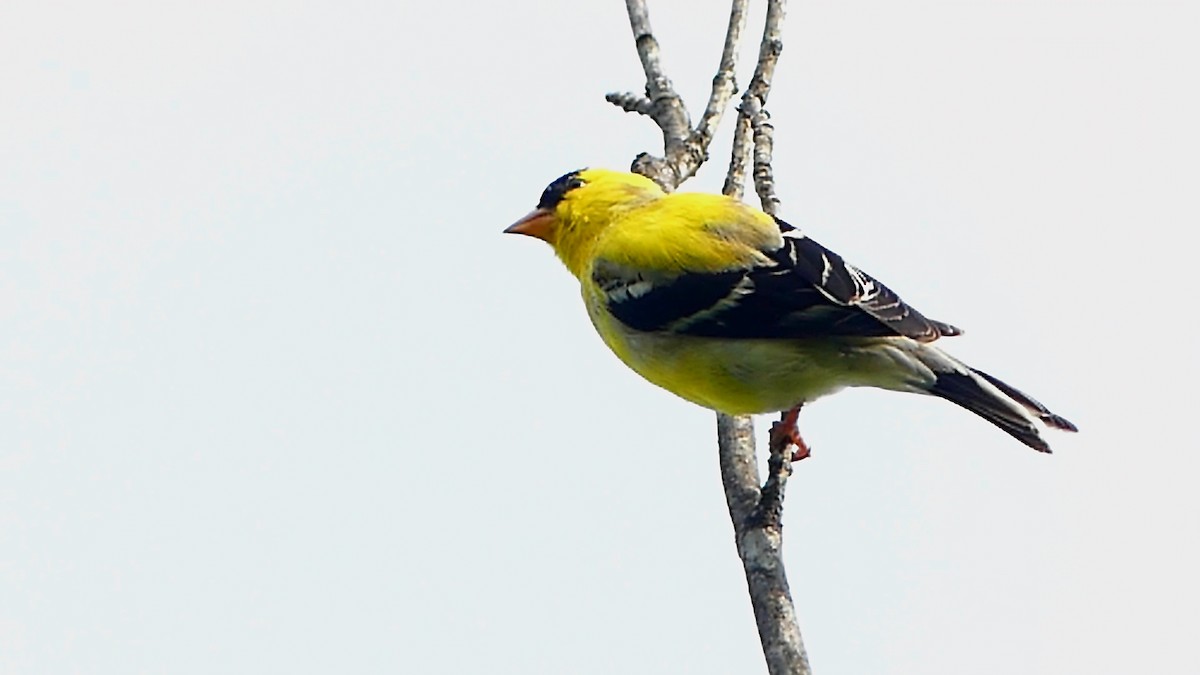 American Goldfinch - ML618664667