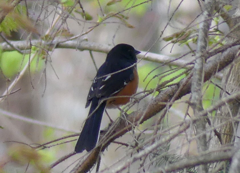 Eastern Towhee - ML618664678