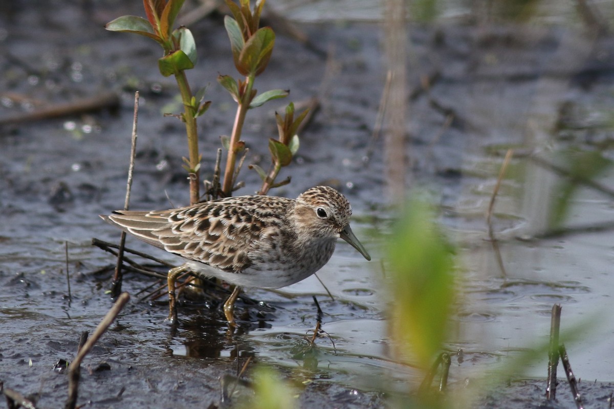 Least Sandpiper - Lily Morello