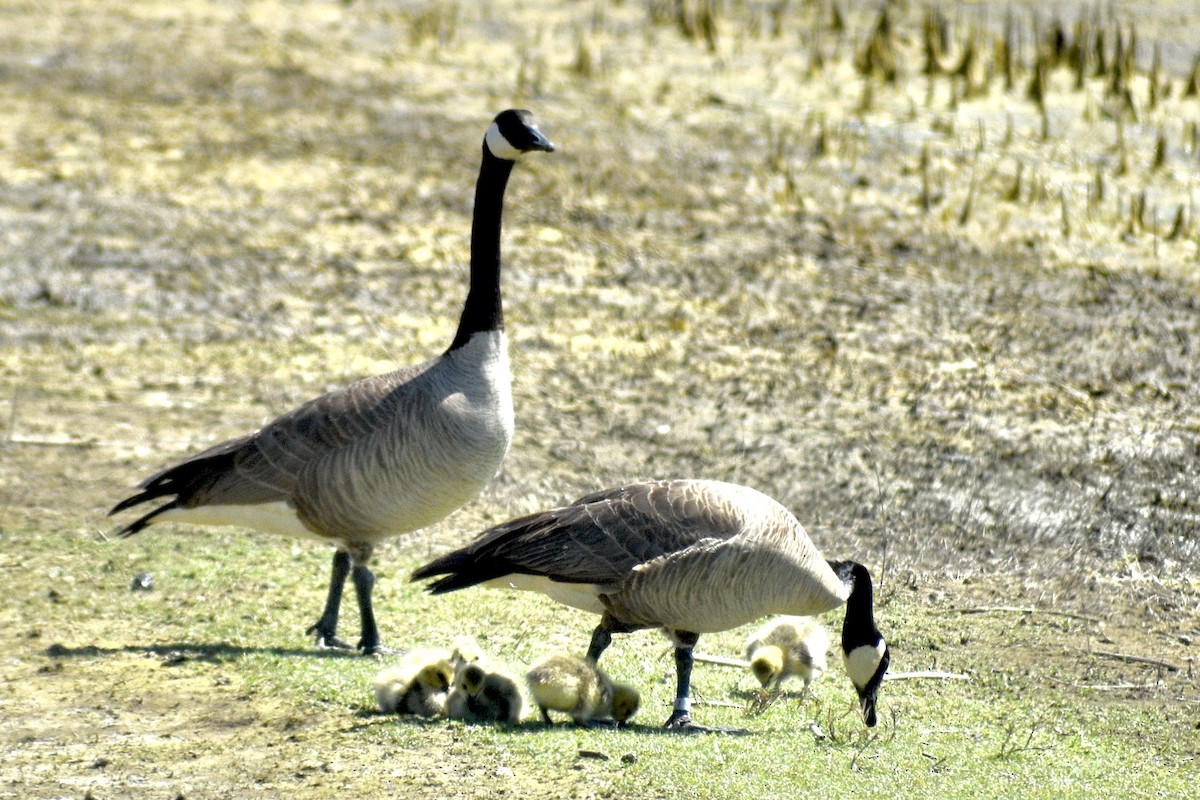 Canada Goose - Alena Capek