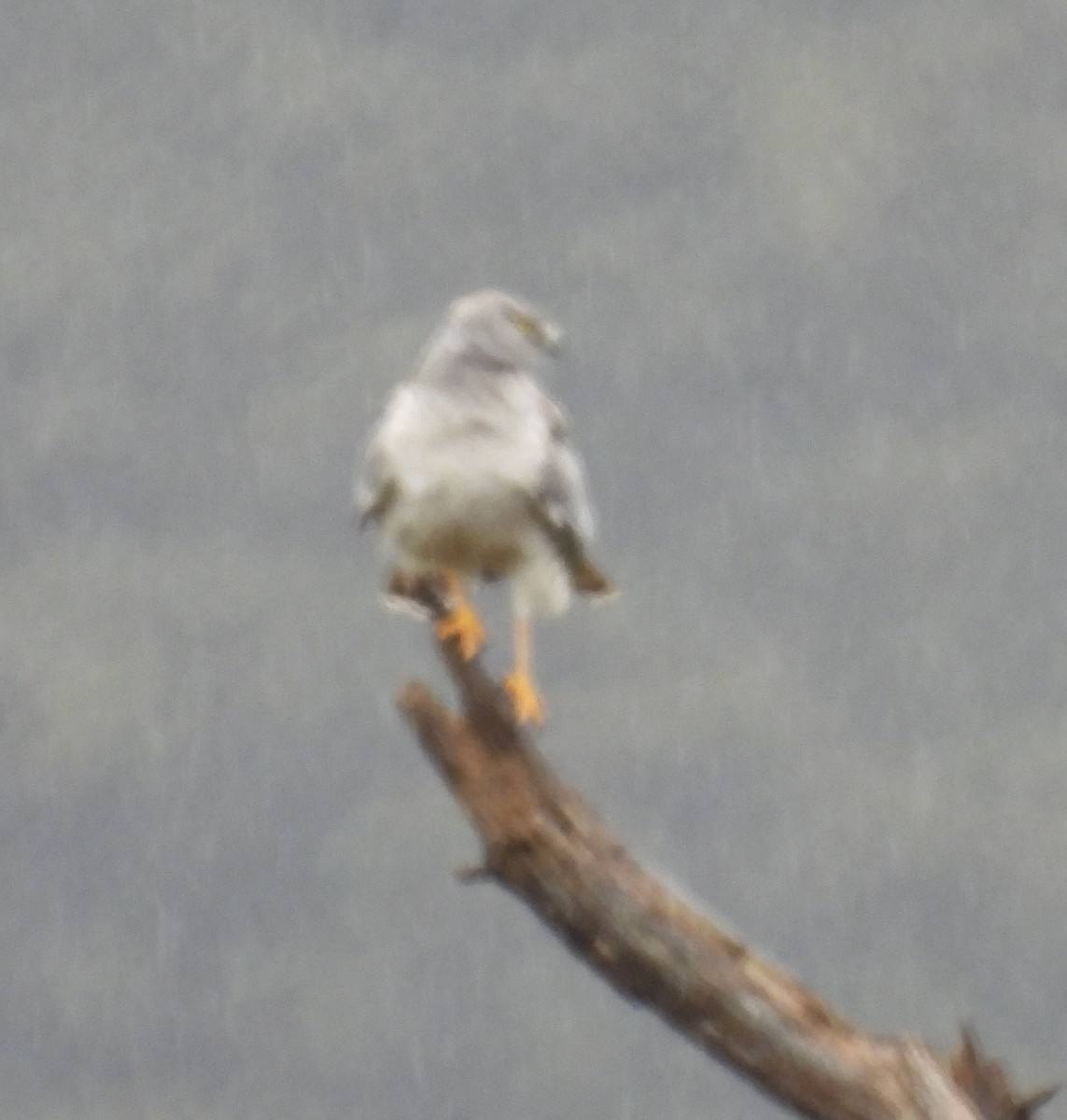 White-tailed Kite - ML618664702