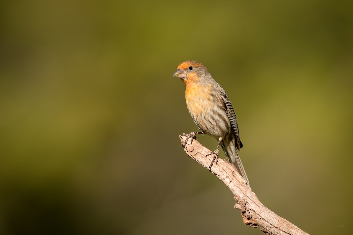 House Finch - ML618664704