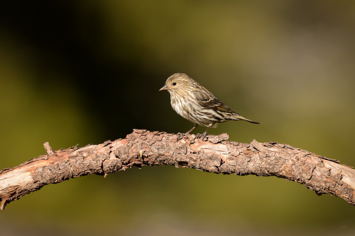 Pine Siskin - ML618664715