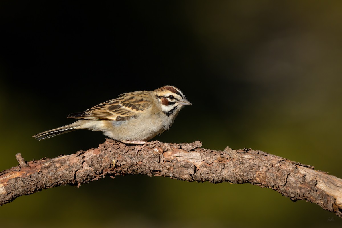 Lark Sparrow - ML618664730