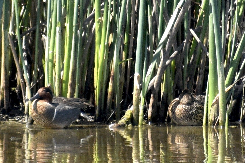 Green-winged Teal - Alena Capek