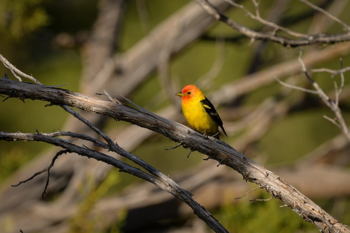 Western Tanager - Daniel Grossi