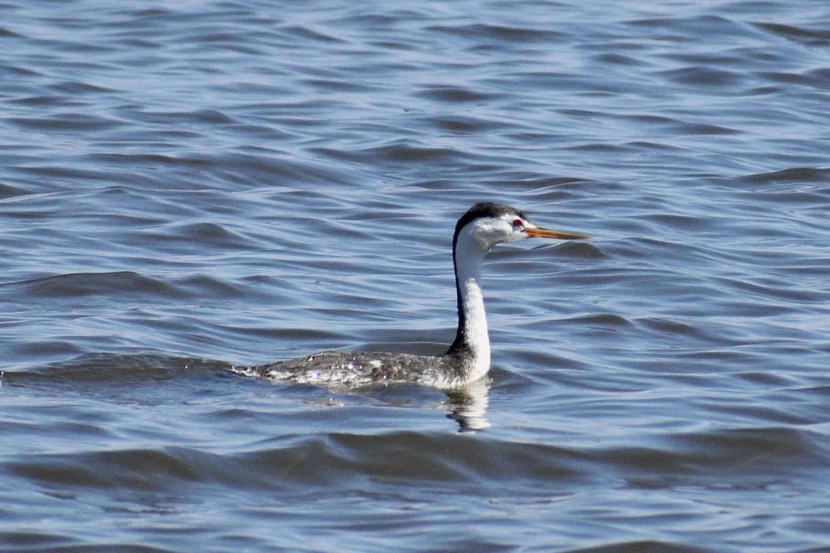 Clark's Grebe - Alena Capek