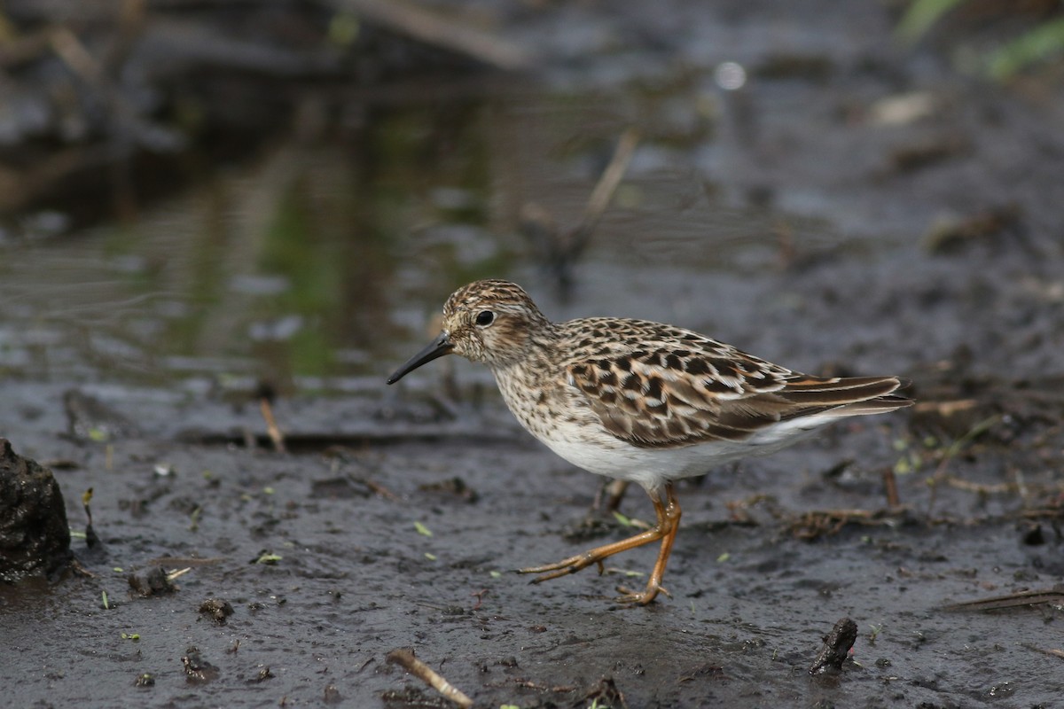 Least Sandpiper - Lily Morello