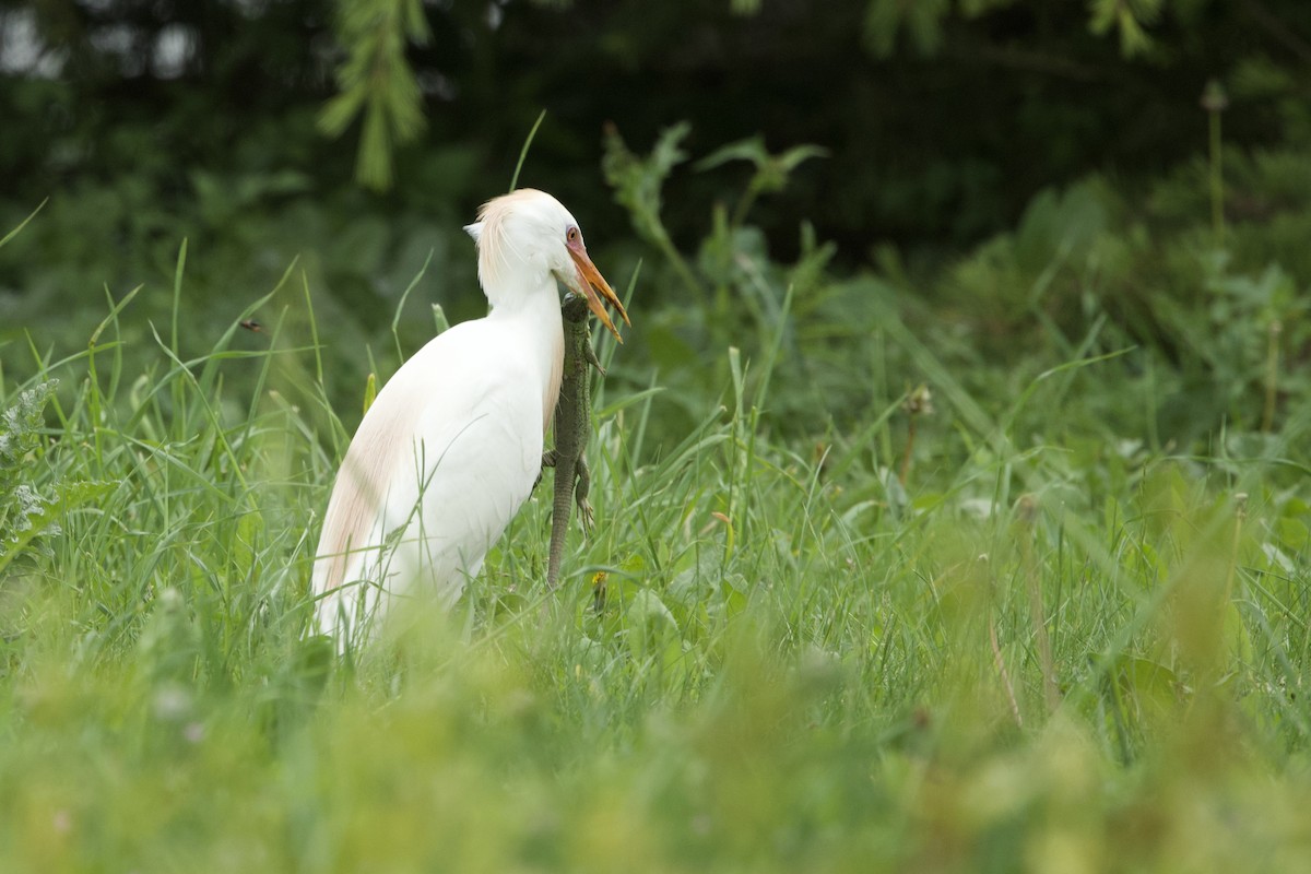 Western Cattle Egret - Inaki San Martin