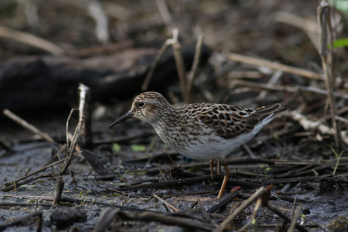 Least Sandpiper - ML618664759