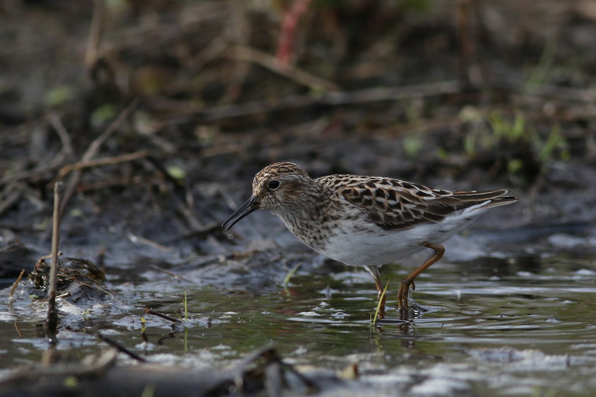 Least Sandpiper - ML618664776