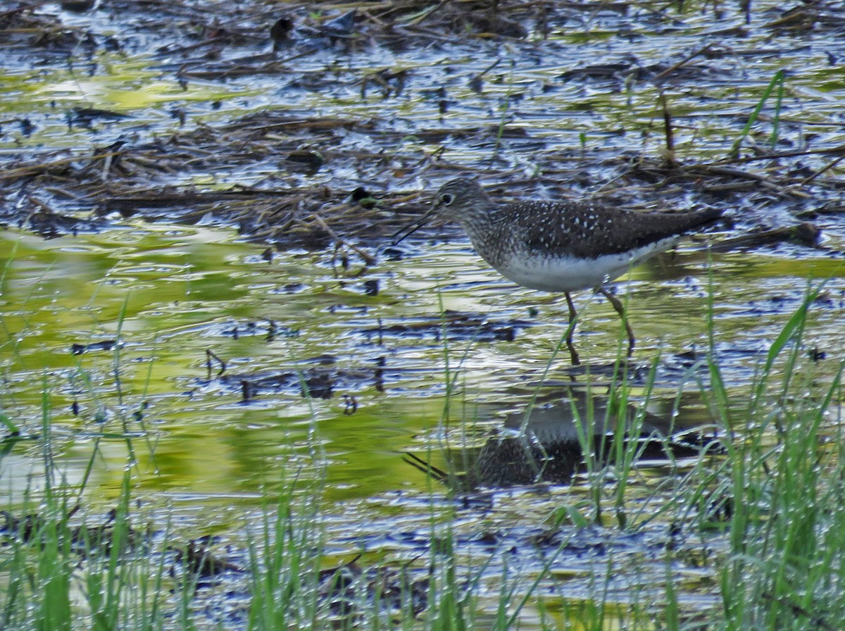 Solitary Sandpiper - ML618664783