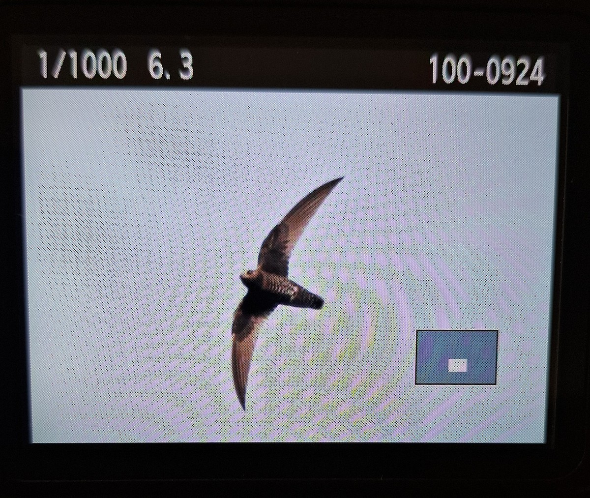 Black Swift - ML618664826