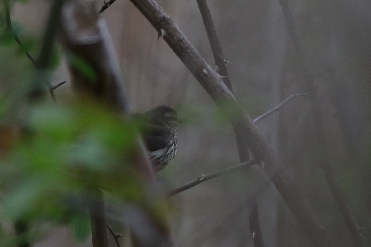 Northern Waterthrush - ML618664847