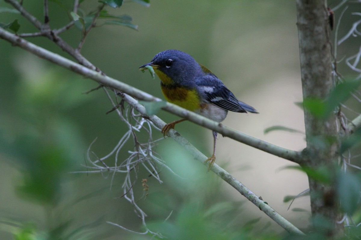 Northern Parula - M Alexander