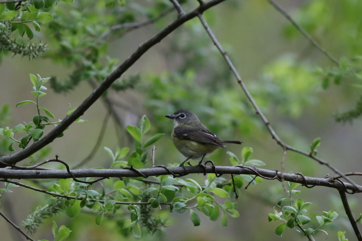 Blue-headed Vireo - Lily Morello