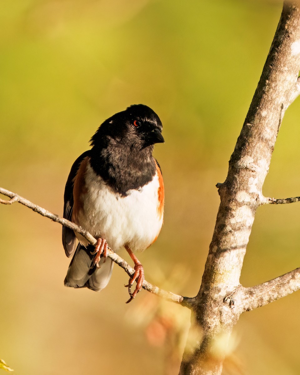 Eastern Towhee - Tom Momeyer