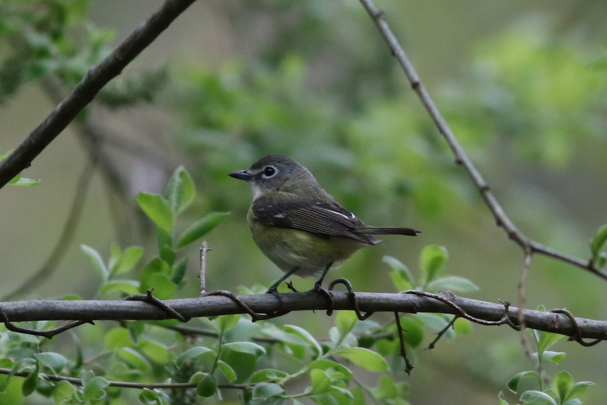 Blue-headed Vireo - ML618664899