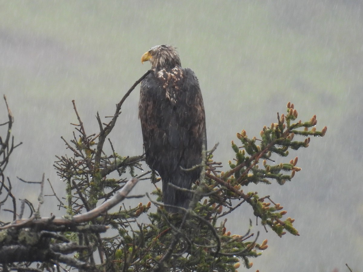 Bald Eagle - Barbara Jablonski