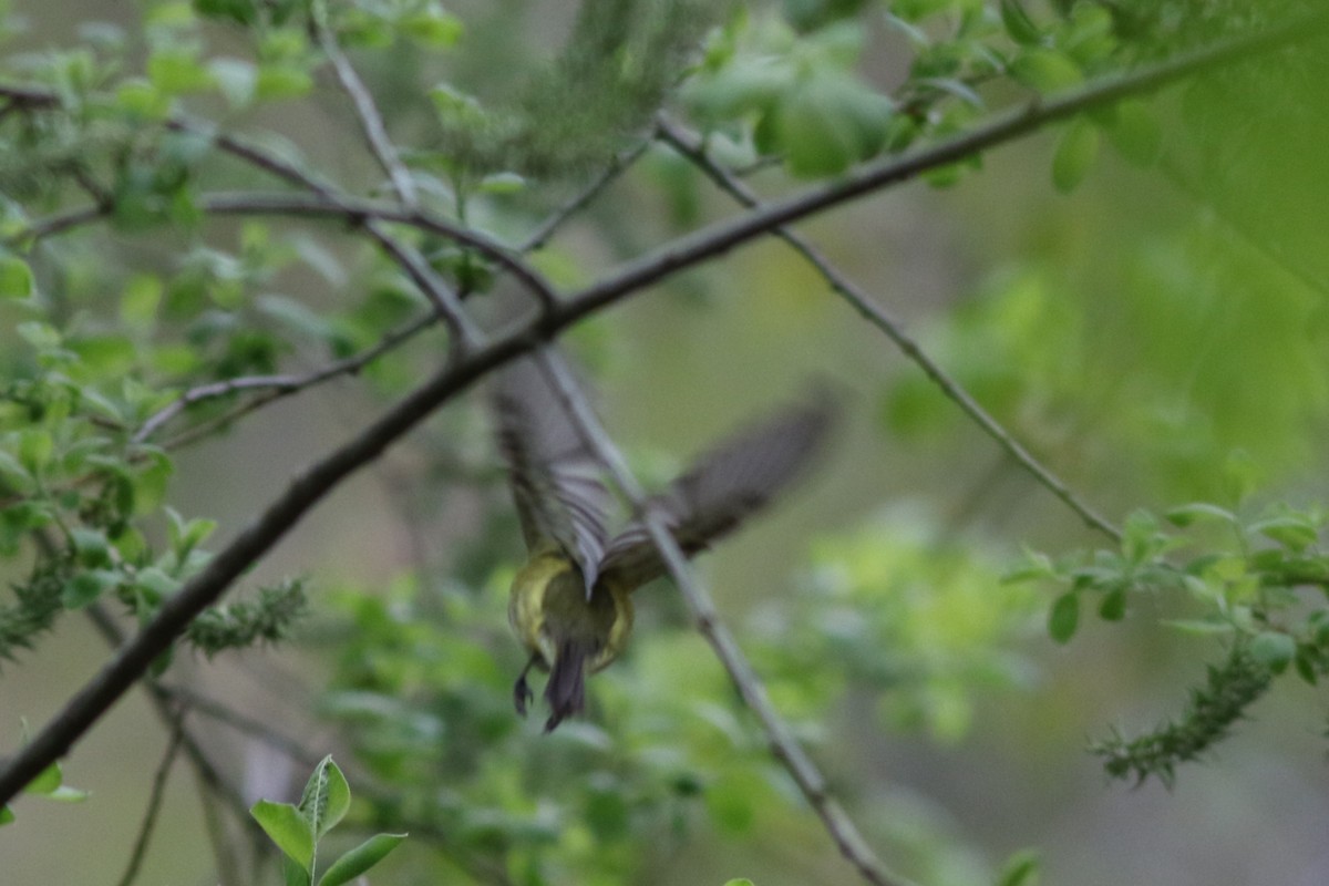 Blue-headed Vireo - ML618664906