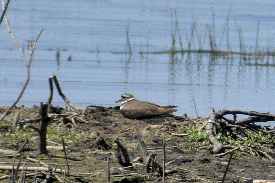 Killdeer - Alena Capek